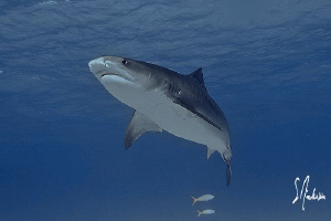 Searching the surface as the Tiger Shark does hunting for... by Steven Anderson 